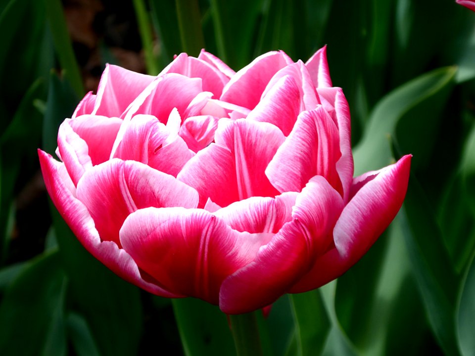 Flower Plant Flowering Plant Tulip photo