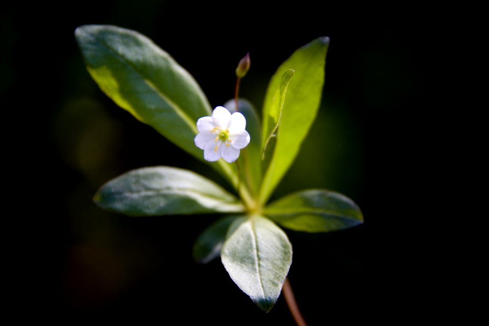 Flora Flower Leaf Plant