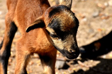 Goats Goat Fauna Wildlife photo