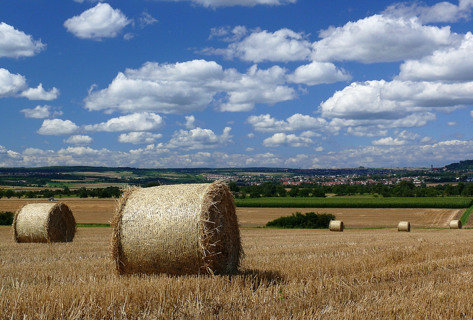 Field landscape straw