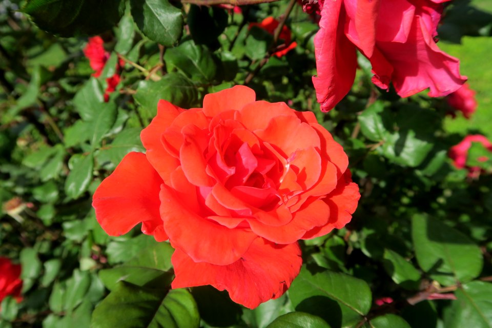 Rose Flower Rose Family Floribunda