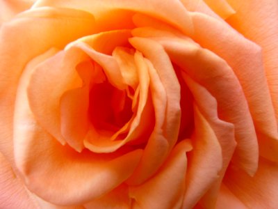 Rose Orange Flower Rose Family