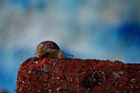 Snails And Slugs Snail Close Up Invertebrate photo