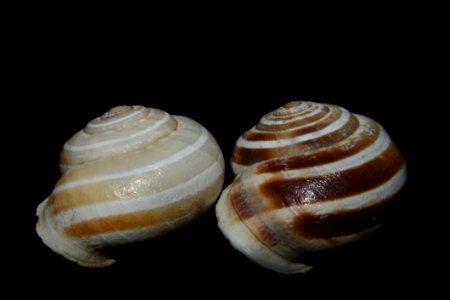 Macoma Baltic Clam Tellinidae Veneroida