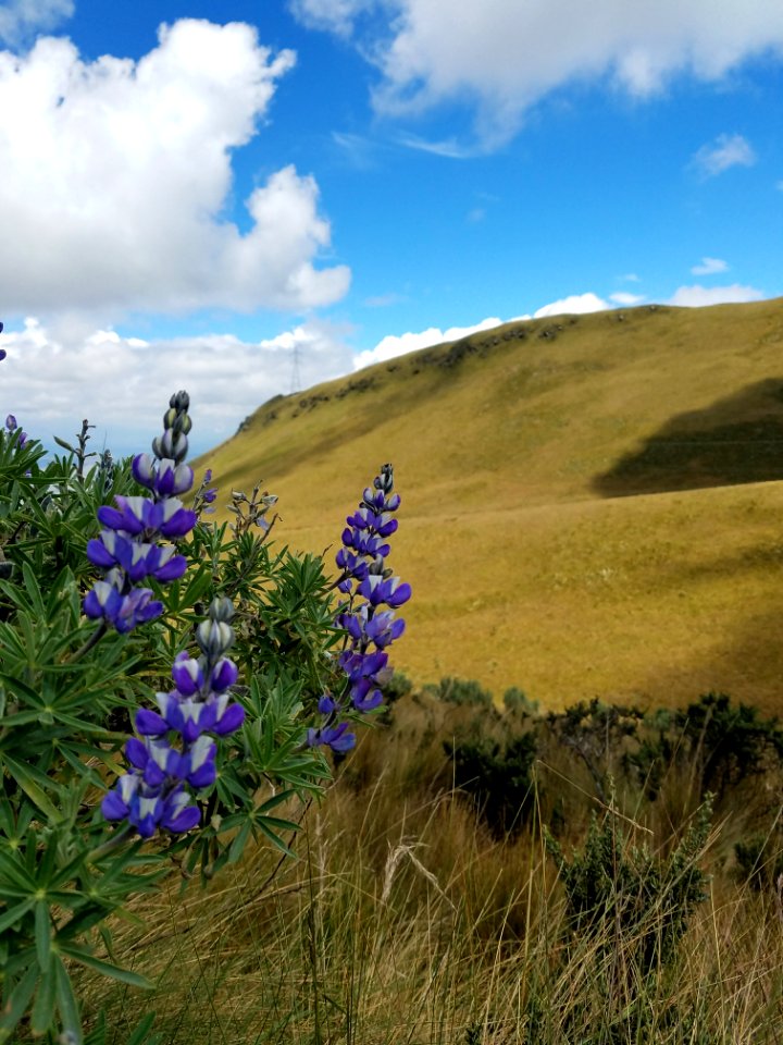 Flower Ecosystem Sky Wildflower
