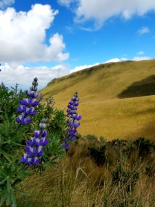 Flower Ecosystem Sky Wildflower photo