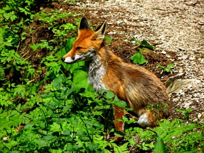 Wildlife Fauna Red Fox Mammal photo