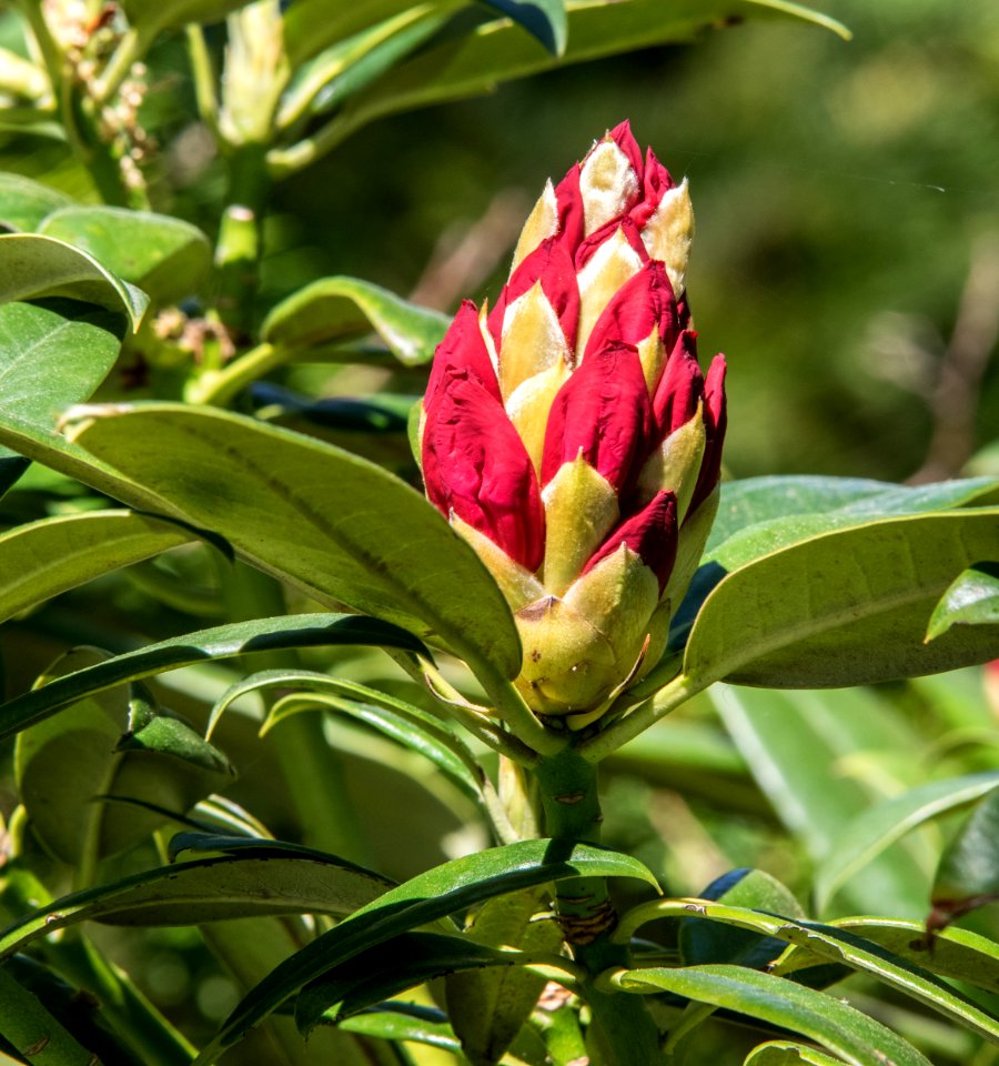 Plant Flora Flower Bud