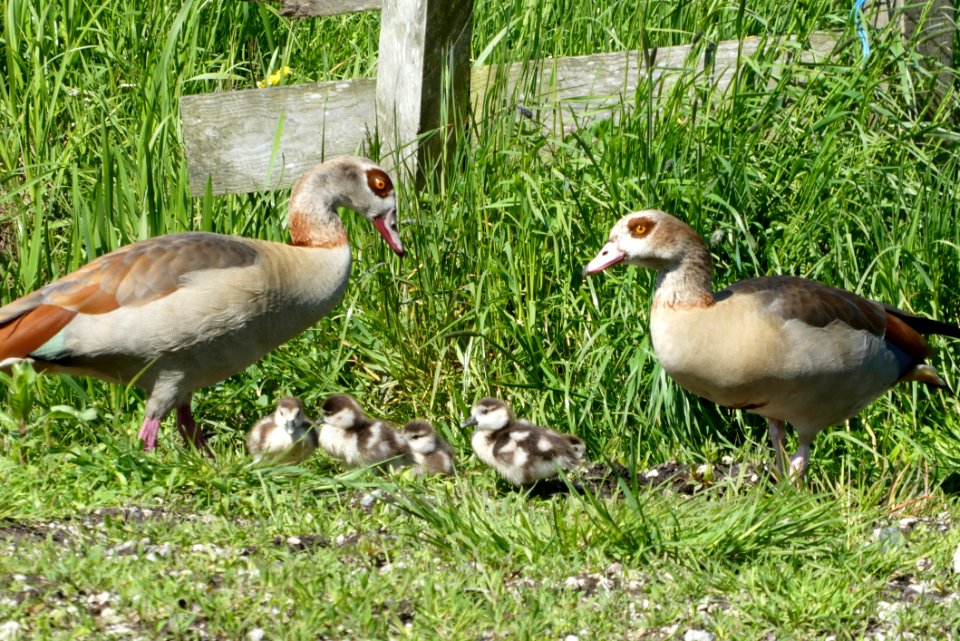 Bird Duck Water Bird Fauna