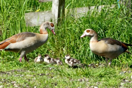 Bird Duck Water Bird Fauna