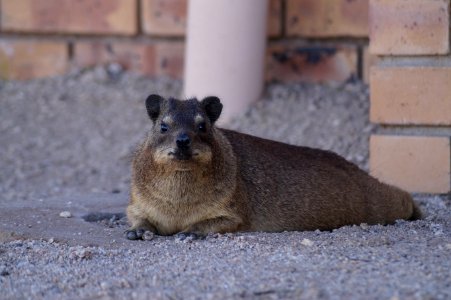 Fauna Mammal Rodent Snout photo