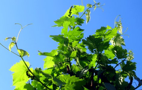 Grapevine Family Leaf Plant Grape Leaves