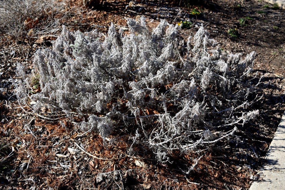 Plant Vegetation Flora Cactus