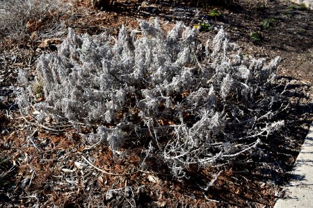 Plant Vegetation Flora Cactus
