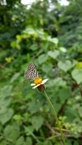 Butterfly Moths And Butterflies Insect Invertebrate
