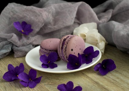 Purple Lilac Violet Petal