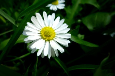 Flower Plant Flora Daisy
