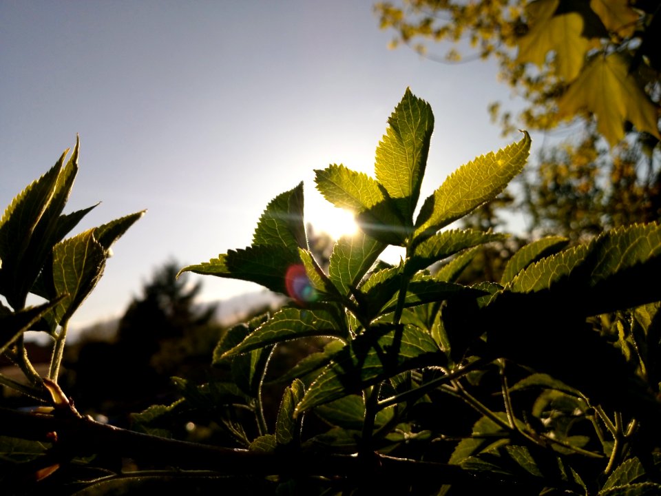 Leaf Vegetation Sky Plant