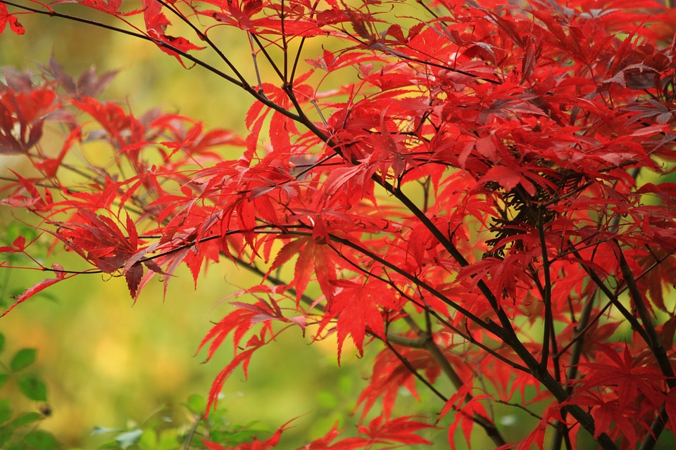 Leaves in the autumn colorful red
