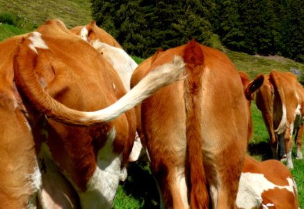 Cattle Like Mammal Fauna Pasture Grazing photo