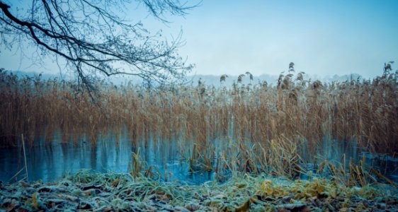 Ecosystem Winter Nature Water