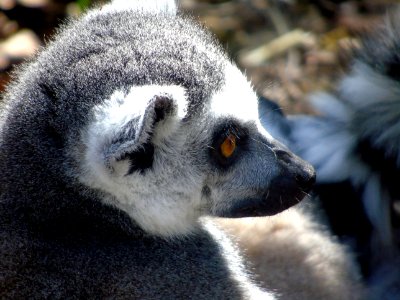 Fauna Lemur Terrestrial Animal Primate