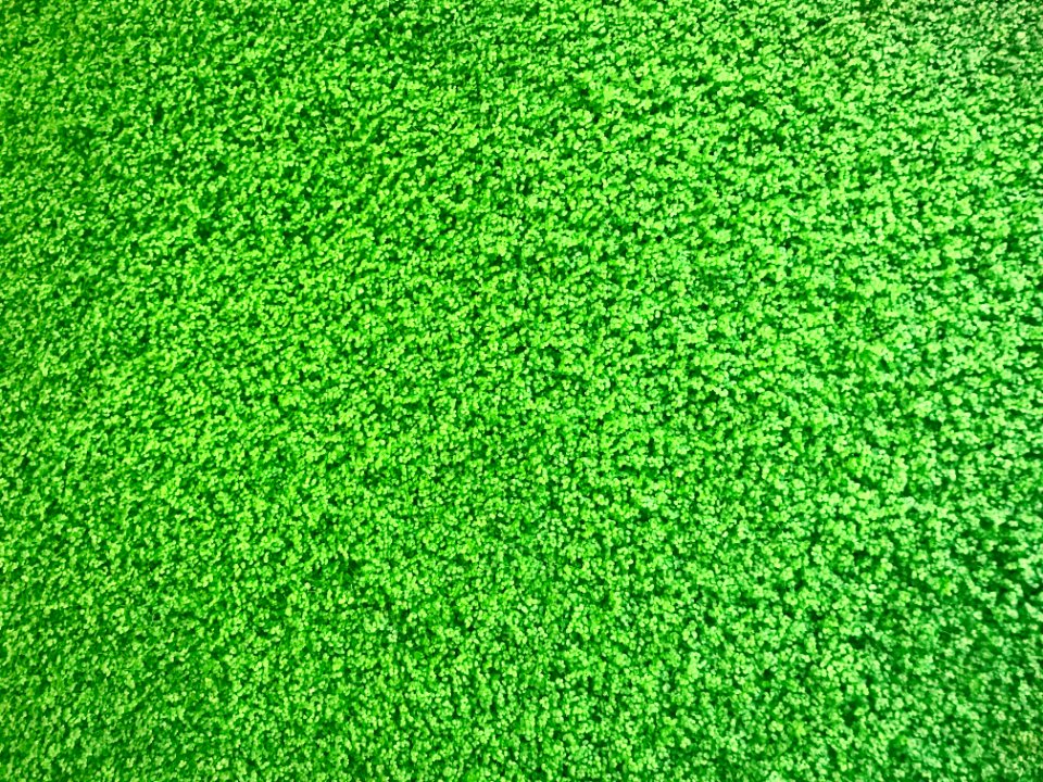 Green Grass Lawn Plant