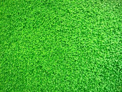 Green Grass Lawn Plant