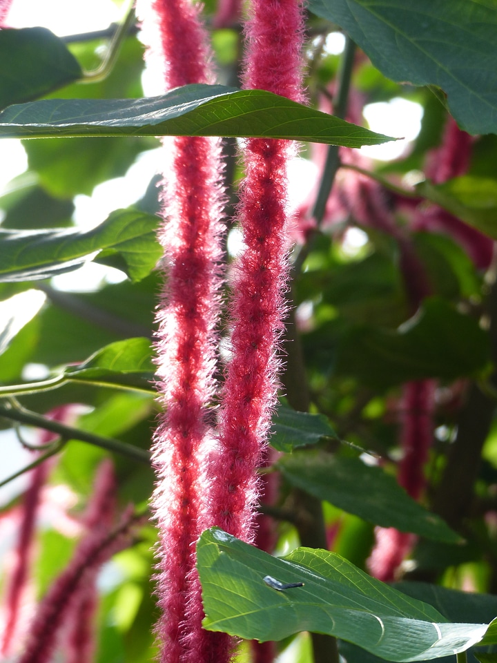 Tropical exotic long