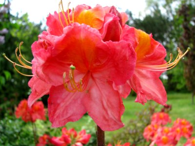 Flower Plant Woody Plant Flowering Plant