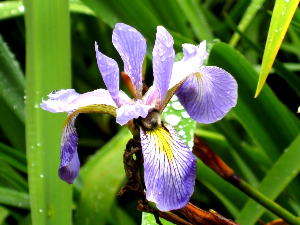 Plant Iris Versicolor Flower Flowering Plant