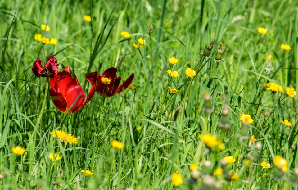 Flower Wildflower Meadow Grass
