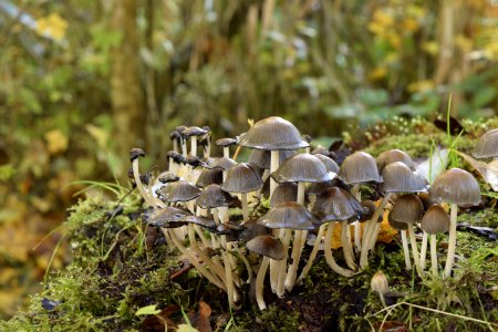 Fungus Mushroom Edible Mushroom Penny Bun