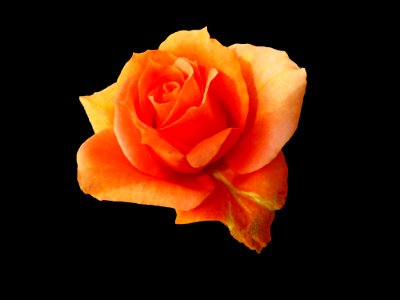 Rose Orange Rose Family Garden Roses