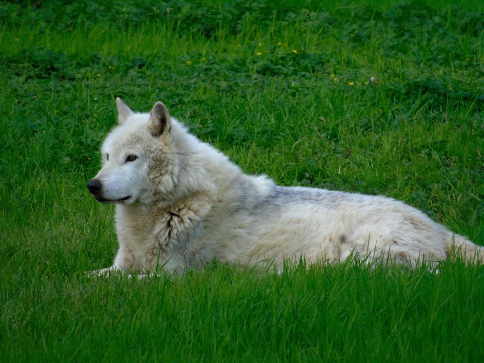 Grass Dog Breed Group Dog Breed Dog Like Mammal