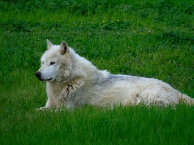 Grass Dog Breed Group Dog Breed Dog Like Mammal