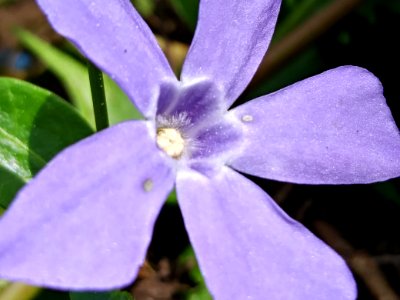 Flower Flora Plant Purple
