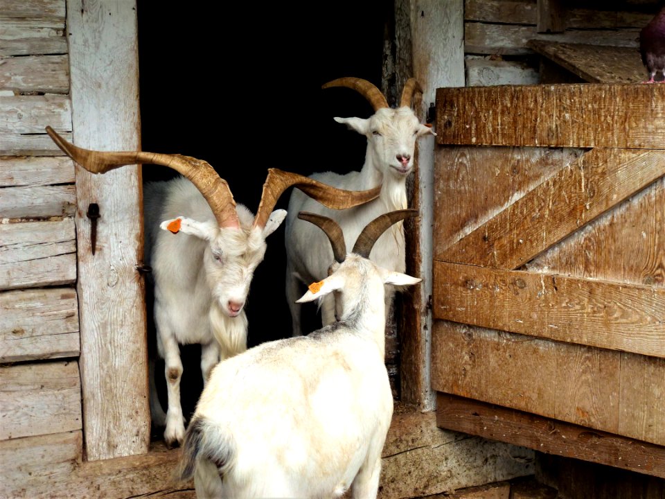 Goats Goat Horn Fauna