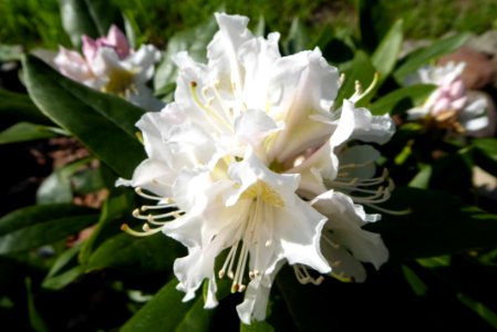 Plant White Flower Woody Plant