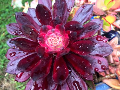 Flower Plant Pink Flora