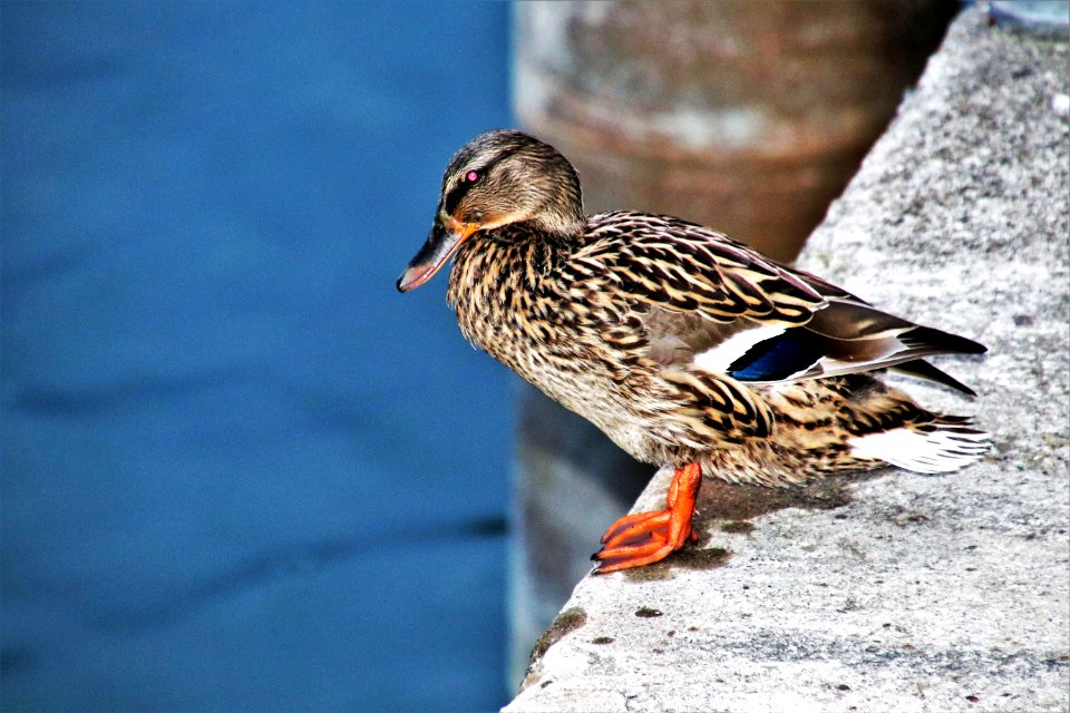 Bird Duck Mallard Water Bird