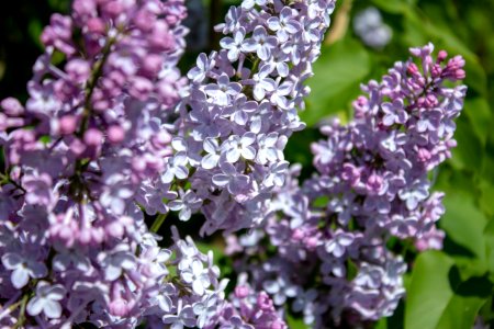 Flower Lilac Plant Purple photo
