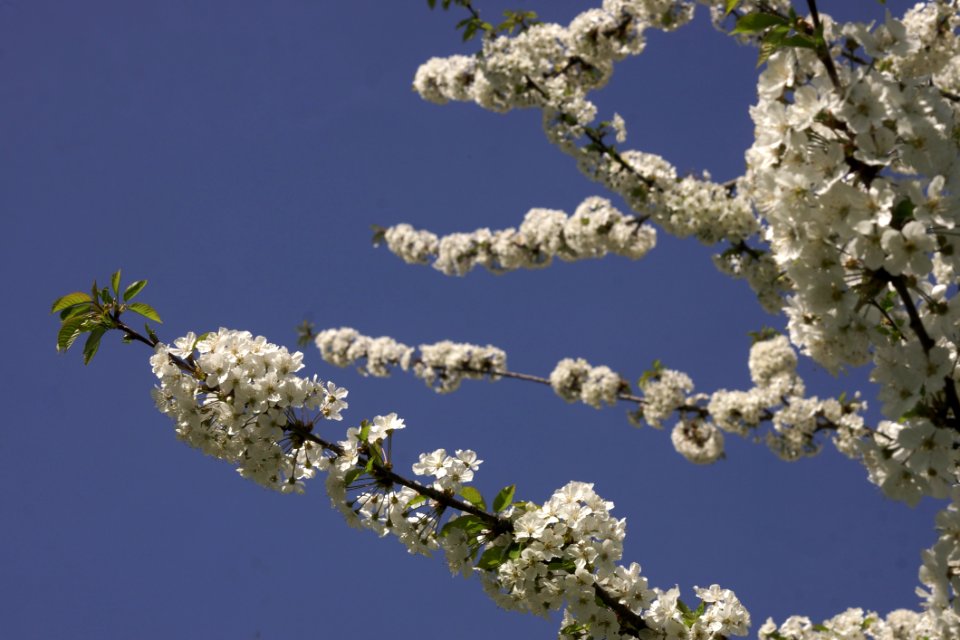 Blossom Branch Sky Spring