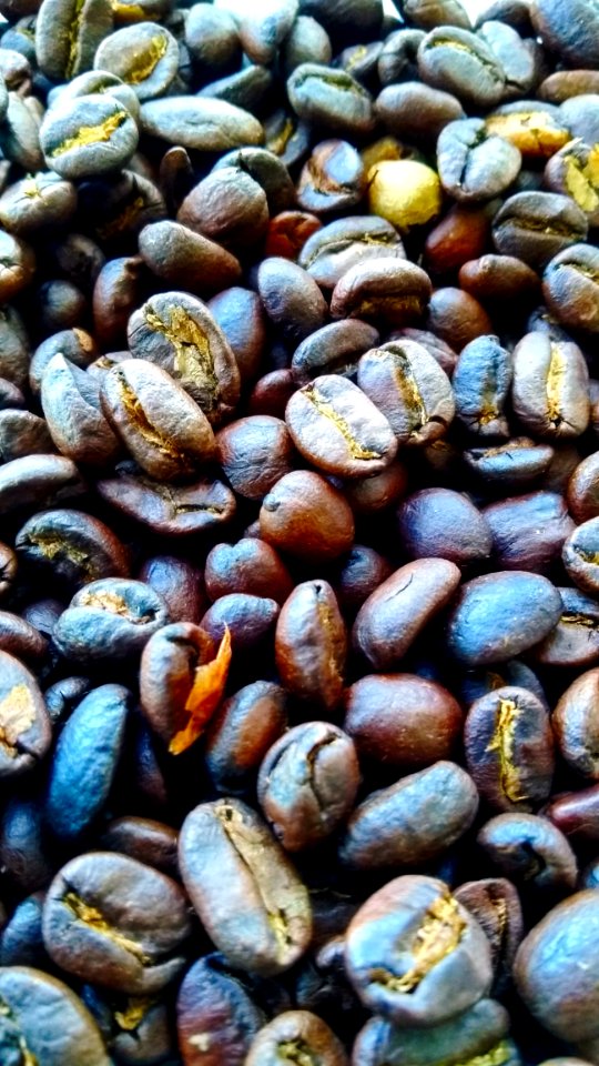 Pebble Rock Animal Source Foods