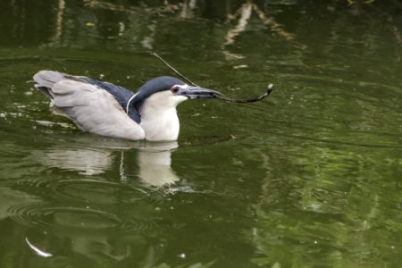 Bird Beak Water Fauna photo