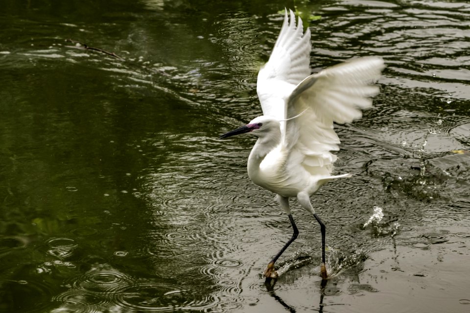 Bird Water Fauna Beak