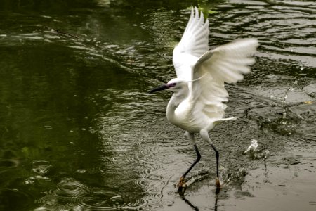 Bird Water Fauna Beak