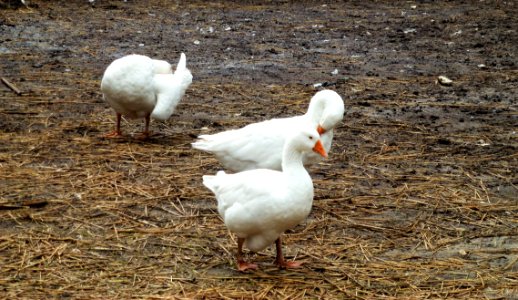 Duck Water Bird Bird Ducks Geese And Swans