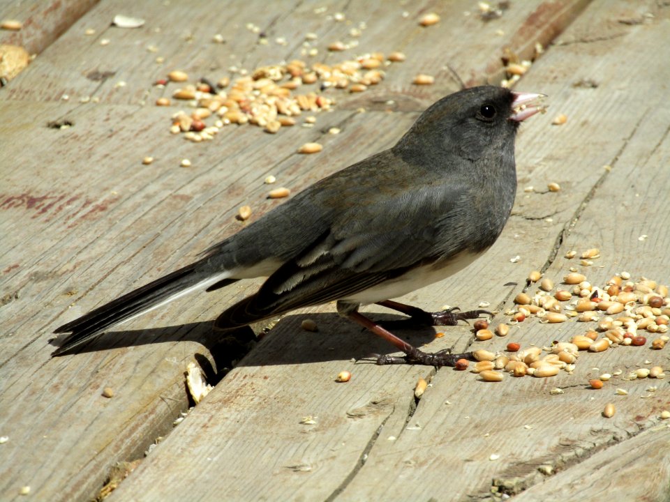 Bird Fauna Beak American Crow