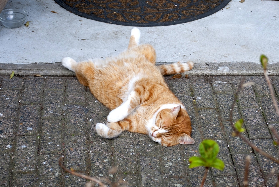 Nap on the back sleep